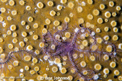 Brittle star on coral, nikon d7000, 60mm macro, ikelite h... by Boz Johnson 
